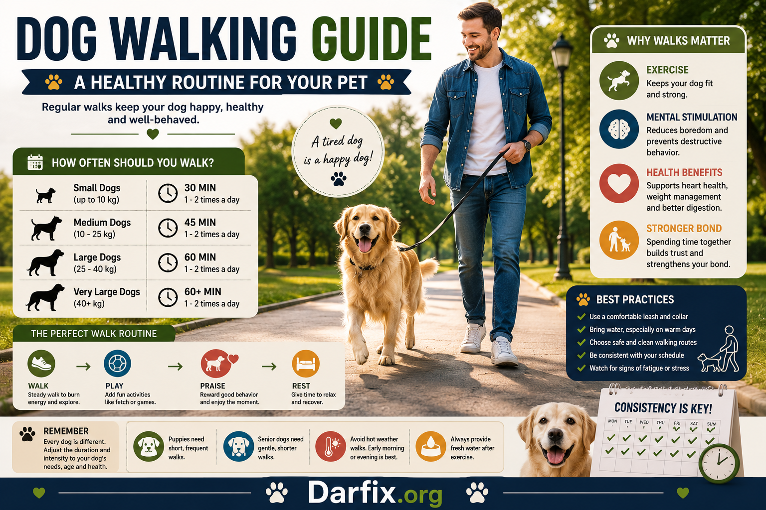 How Often Should You Walk Your Dog? Exercise And Activity Guide - Darfix